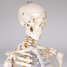 tectake Anatomický model ľudskej kostry 180 cm