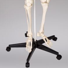 tectake Anatomický model ľudskej kostry 180 cm